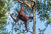 Indonesien, Borneo, Kalimantan. Weiblicher Orang-Utan im Tanjung Puting National Park