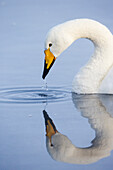 Asia, Japan, Hokkaido, Lake Kussharo, whooper swan, Cygnus cygnus. A whooper swan drips water from its bill after drinking.