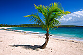 Karibik, Puerto Rico, Vieques. Einsame Kokospalme am Red Beach