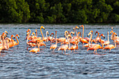 Caribbean, Trinidad, Caroni Swamp. American greater flamingos in water