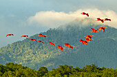 Karibik, Trinidad, Caroni-Sumpf. Scharlachrote Ibis-Vögel im Flug