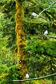 Kanada, Britisch-Kolumbien, Inside Passage. Mew Möwen im Baum