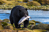 Kanada, British Columbia. Schwarzbär mit frisch gefangenem Coho-Lachs.