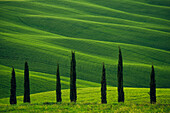 Europe, Italy, Tuscany, Val d' Orcia. Cypress trees and wheat field