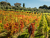 Europa, Italien, Chianti. Weinberg im Herbst in der Chianti-Region der Toskana.