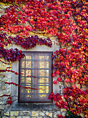 Europa, Italien, Chianti. Farbenfroher Efeu, der im Herbst das Fenster eines toskanischen Steinhauses umgibt.