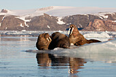 Norwegen, Svalbard, Spitzbergen. Walrosse liegen auf Eis