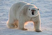 Norwegen, Svalbard, Spitzbergen. Eisbär geht bei Sonnenaufgang auf Meereis spazieren