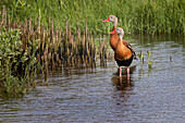 Pair of Black-bellied whistling ducks, South Padre Island