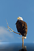 Composite of bald eagle on branch protruding from water.