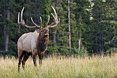 Bull Elk Grimassen schneiden