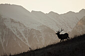 Bull Elk, Sunset Silhouette