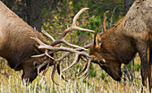 Rocky Mountain Elk, Sparringsbullen