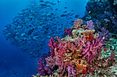 Fiji. Reef with coral and black snapper fish