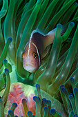 Südpazifik, Salomonen. Nahaufnahme von rosa Anemonenfischen in Tentakeln