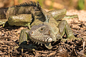 Brasilien, Pantanal. Grüner Leguan