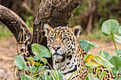 Brazil, Pantanal. Close-up of jaguar
