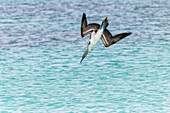 Blaufußtölpel tauchen nach Fischen, Insel San Cristobal, Galapagos-Inseln, Ecuador