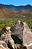 Signal Hill Petroglyphen, Arizona, USA