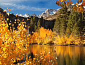 USA, Kalifornien. Herbstfärbung im Bishop Creek Canyon