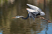 USA, Kalifornien. Great Blue Heron fliegt über den See