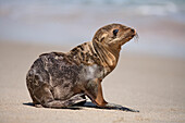 USA, California, La Jolla. Baby sea lion on sand