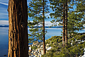 USA, Nevada, Lake Tahoe. Gelbkiefern am Seeufer