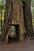 USA, California. Hiking tail carved through coastal redwood tree.