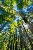 Sonne scheint durch hoch aufragenden Baum, Redwoods National Park, Newton B Drury Drive, Crescent City, Kalifornien. Höchste Bäume der Welt, Tausende von Jahren alt.