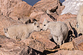 USA, Colorado, Mt. Evans. Mountain goat kids greeting