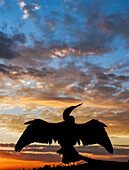 Anhinga Silhouette bei Sonnenuntergang, Florida