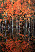 USA, Georgia, Cypress trees with reflections in the fall.