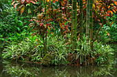 USA, Hawaii, Big Island von Hawaii. Hawaii Tropical Botanical Gardens, Bambus wächst auf einer Insel im Lily Lake.