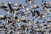 Snow Geese (Anser caerulescens) in flight, Marion County, Illinois.