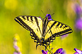 USA, New Mexico, Sandia Mountains. Western tiger swallowtail butterfly on penstemon blossoms.