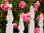 USA, Oregon, Cannon Beach mit Gärten und weißen Lattenzäunen und rosa Rosen