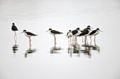Gruppe von Schwarzhalsstelzen, die zusammen stehen, mit Reflexion über Wasser, South Padre Island, Texas