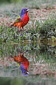 Male Painted bunting and reflection in small pond. Rio Grande Valley, Texas