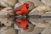 Männlicher nördlicher Kardinal und Reflexion über kleinen Teich in der Wüste, Rio Grande Valley, Texas