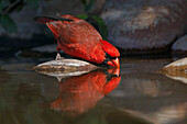 Männlicher nördlicher Kardinal, der in einem kleinen Teich trinkt. Rio Grande-Tal, Texas