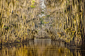 Kahle Zypressen, die im Herbst in spanischem Moos gehüllt sind, säumen den Regierungsgraben. Caddo Lake, unsicher, Texas