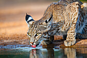 Bobcat (Lynx rufus) drinking.