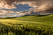 Rolling hills of wheat at sunrise, Palouse region of eastern Washington State.