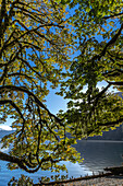 USA, Washington State, Olympic National Park. Alder tree branches overhang shore of Lake Crescent.