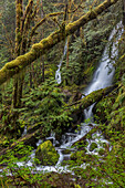 Merriman Falls in the Olympic National Forest, Washington State, USA