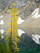 USA, Washington State. Okanogan-Wenatchee National Forest, Larch trees, at Blue Lake