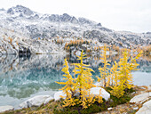 USA, Staat Washington. Alpine Lakes Wilderness, Enchantment Lakes, Golden Larch Trees am Perfection Lake