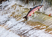 Lachs springen. Issaquah Hatchery, Bundesstaat Washington. Lachse schwimmen den Issaquah Creek hinauf und werden in der Brüterei gefangen. In der Brüterei werden sie wegen ihrer Eier und ihres Spermas getötet, aus denen mehr Lachse gezüchtet werden.