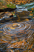 USA, West Virginia, Blackwater Falls State Park. Whirlpool in stream