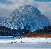 Flock of Trumpeter swans swim at Oxbow Bend in front of Mount Moran, Grand Teton National Park, Wyoming